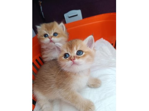 Muhteşem Güzellikte Golden Ve Silver British Yavrular