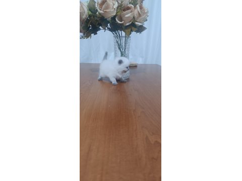 British Yavrular Sahiplendirilecektir