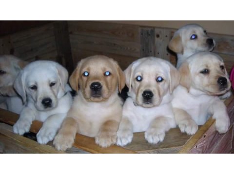 Labrador Retriever Yavruları