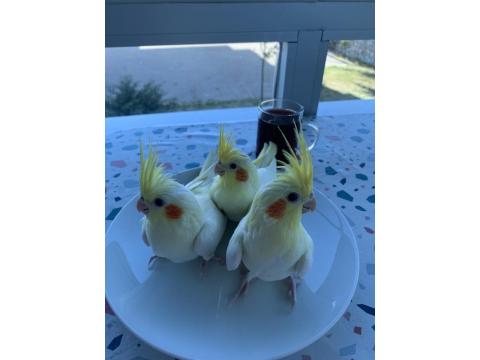 Ele Alışkın Isırma Bilmez Sultan Papağanı