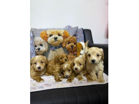 Sağlıklı Maltipoo Yavru Köpeklerim