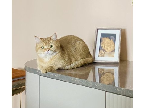 9 Aylık Golden British Shorthair