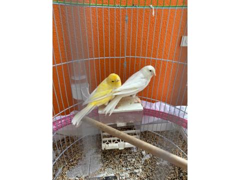 1 Erkek Ve 1 Dişi Kanarya