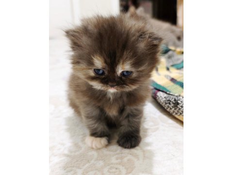 British Shorthair Blue Kedimiz