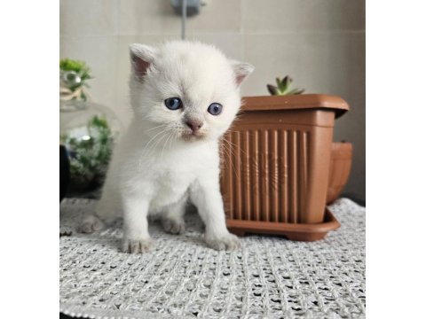 Maviş Scottish Kedim