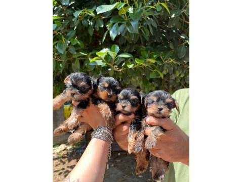 Teacup Yorkishire Bebekler