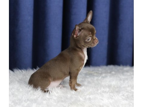 Egzotik Teacup Chihuahua