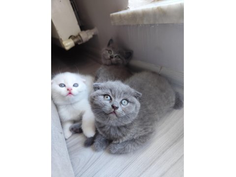 Yavru Kedilerimize Yeni Yuva