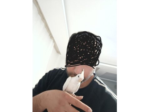 Ele Alışık Konuşturmalık Yada Damızlık Sultan Yavrusu