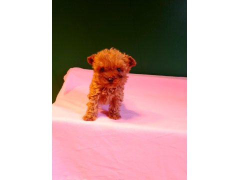 Lekesiz Teacup Poodle Yavrularımız