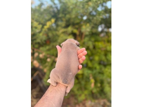 Egzotik French Bulldog Bebekler