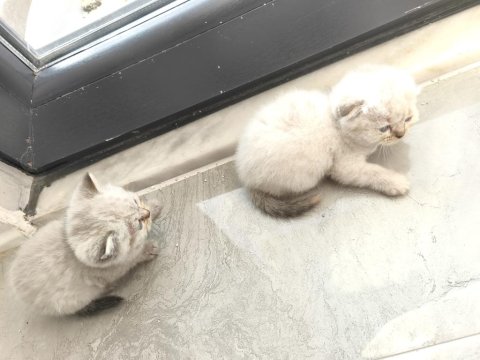 Yeni Yavru Kediler Asil Ve Çok Uygun