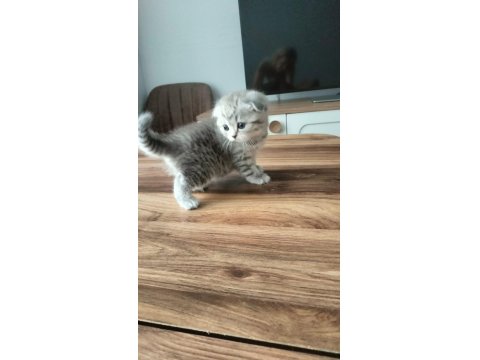 Kedi Yavrularımıza Yuva Arıyoruz British/Scottish