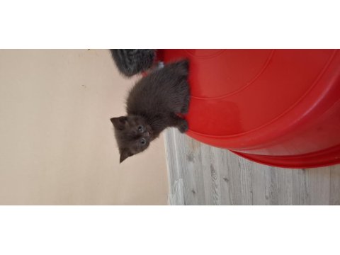 Minnak Kediler Koşuyor