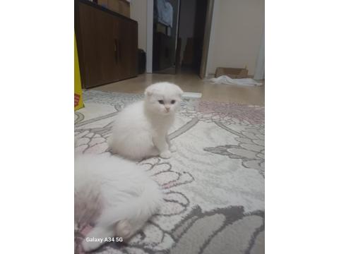 Mavi Gözlü Beyaz Scottish Fold