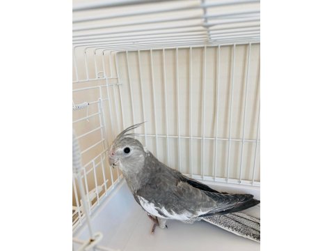 3 Aylık Yavru Sultan Papağanı