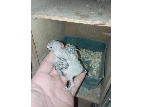 Rainbow, Japones, Albino Muhabbet Kuşu Yavrular