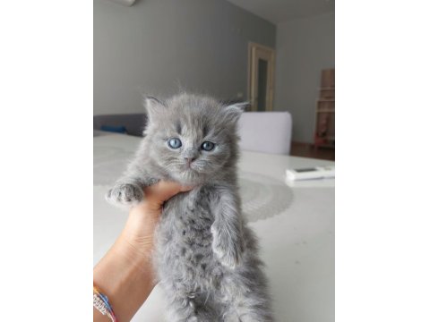 British Shorthair Bebekleri