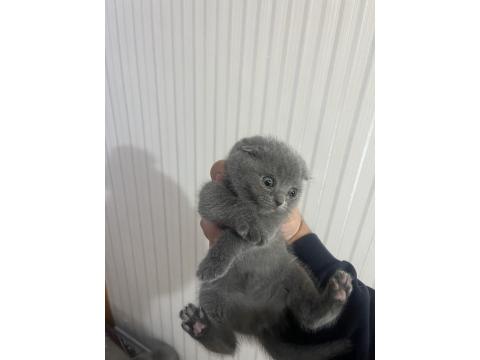 British Shorthair Safkan Kedimiz