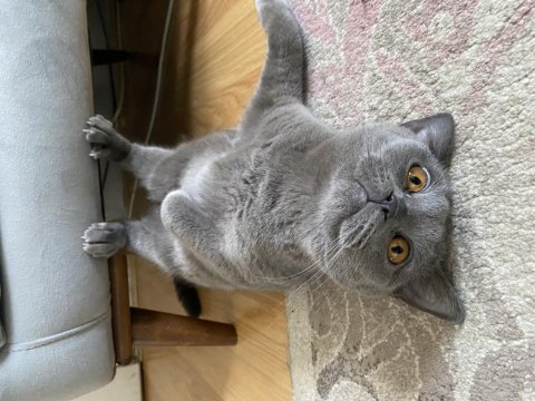 Sıcakkanlı Kedimizi Sahiplendiriyoruz