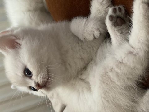 Safkan British Shorthair Yavrularımız