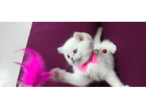 Yeni Aile Bekleyen Kediler