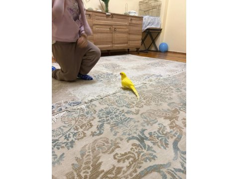 Mutasyon Sarı Pakistan Papağanı