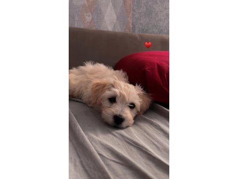 Maltese Terrier Yavru