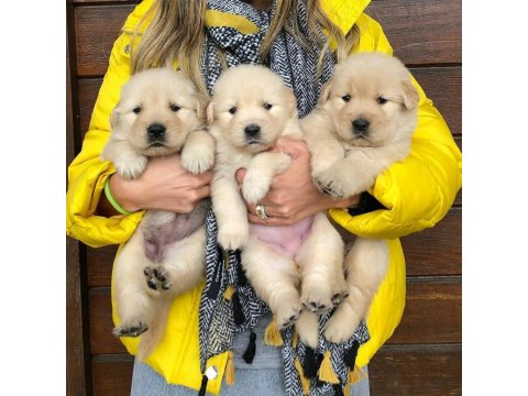 Sevimli Golden Retriever Yavruları
