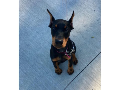 Sağlık Ve Irk Garantili Doberman