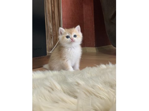 Prenses Kedimiz Bella