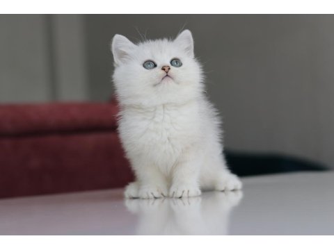 Full Şecereli Babadan Teslime Hazır Erkek Kedimiz