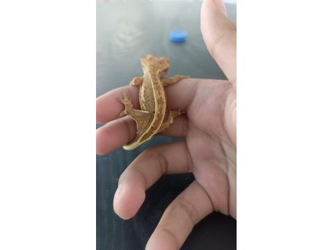 Crested Gecko