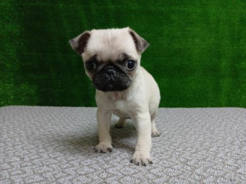 Irk Ve Sağlık Garantili 45 Günlük Pug