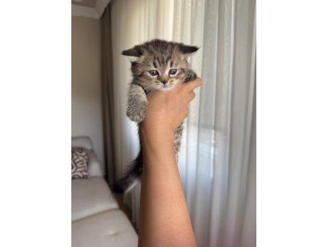 British Shorthair Yavru Kediler