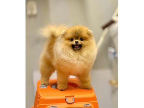Pomeranian Fci Şecereli Ultra Lux