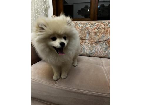 Pomeranian Boo 3 Aylık