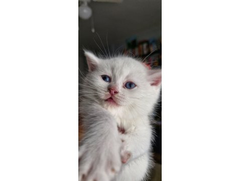 Mavi Göz Safkan British Shorthair Yavrular