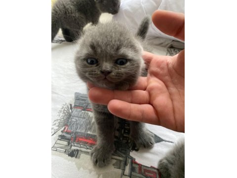 Brıtısh Shorthair Dişi Ve Erkek