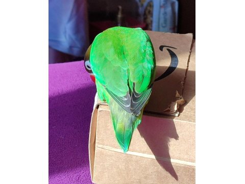 Dişi Cennet Papağanımız