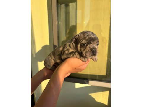 Çok Özel Lilac Tan Merle Ve Blue French Bulldog Yavrularımız