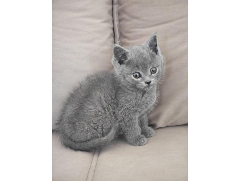 Pofuduk Erkek British Shorthair Yavrular Yuvalarını Arıyor