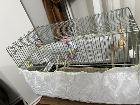 Konuşan Sultan Papağanı