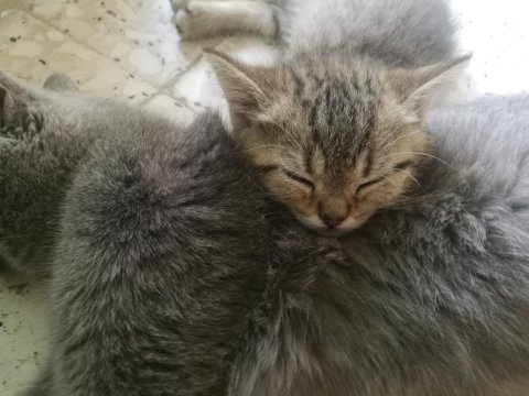 Masum Yüzlü Huzur Kaynakları Kediler 3 Üzler