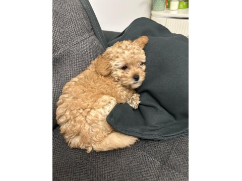 Toy Poodle Güzel Kızım