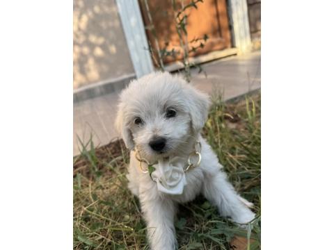 2 Aylık Maltese Terrier Köpeğimiz Erkek