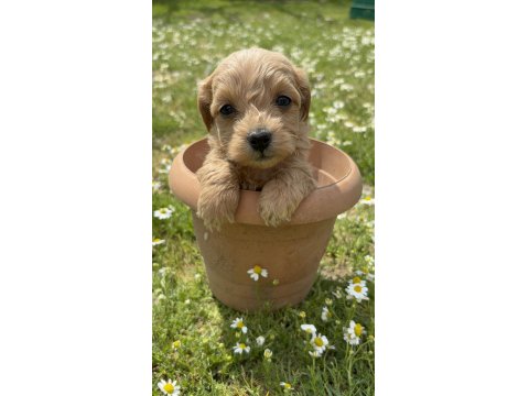 2 Aylık Poodle Yavrular İzmir