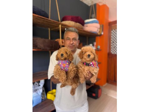 Poodle Bebeklerimiz İçin Acele Edin