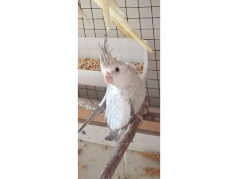 45 Günlük Yavru Sultan Papağanı