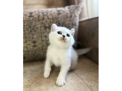 Full Şecereli Anne Babasını Özel British Bebeği